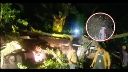 Chilamate tree falls and destroys five vehicles in Los Balcones de Santo Domingo
