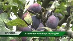Новина плюс: Овощарите днес – добра реколта, липса на пазар, труден достъп до финансиране