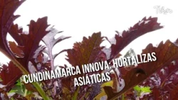 Cundinamarca innovates: Asian vegetables - TvAgro by Juan Gonzalo Angel