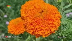 HIGH DEMAND FOR CUT FLOWERS LEADS TO SHORTAGES