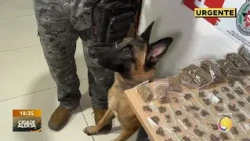 Na Cidade da Polícia: cão farejador ajuda na apreensão de drogas em Cruz das Armas