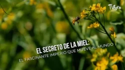 The SECRET of HONEY: The fascinating empire that moves the world - TvAgro by Juan Gonzalo Angel