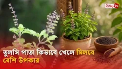 তুলসি পাতা কিভাবে খেলে মিলবে বেশি উপকার | Bijoy TV