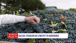 CULESUL STRUGURILOR A ÎNCEPUT ÎN MARAMUREȘ