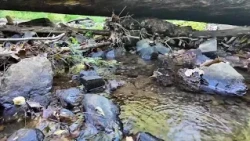 Plans for bridge rebuild resurface decades after Hurricane Agnes washed it away