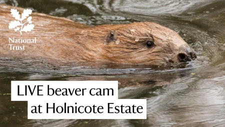 Beaver Lodge Live at Holnicote Estate, Somerset