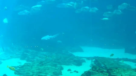 Georgia Aquarium - Ocean Voyager - Whale Sharks and Rays