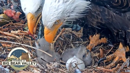 Big Bear Valley - Bald Eagle Nest Cam 1