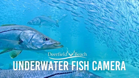 Underwater at Deerfield Beach, Florida
