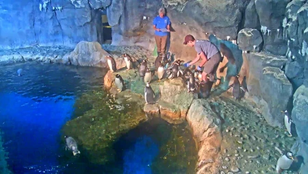 Penguin Cam - Pittsburgh Zoo & PPG Aquarium