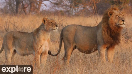 Nkorho Bush Lodge Live Safari Cam