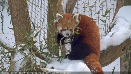 Red Pandas at Trevor-Lovejoy Zoo