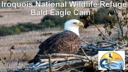 Iroquois National Wildlife Refuge Bald Eagle Nest Cam